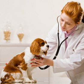 ветеринарная кардиология