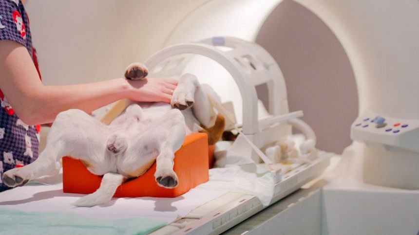 Как проходит процесс МРТ у животных