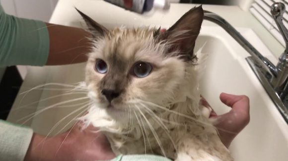 Кошачий банный день