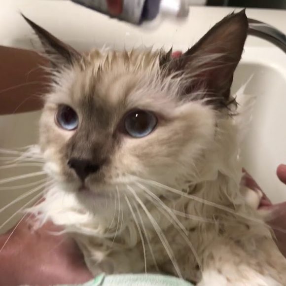 Кошачий банный день