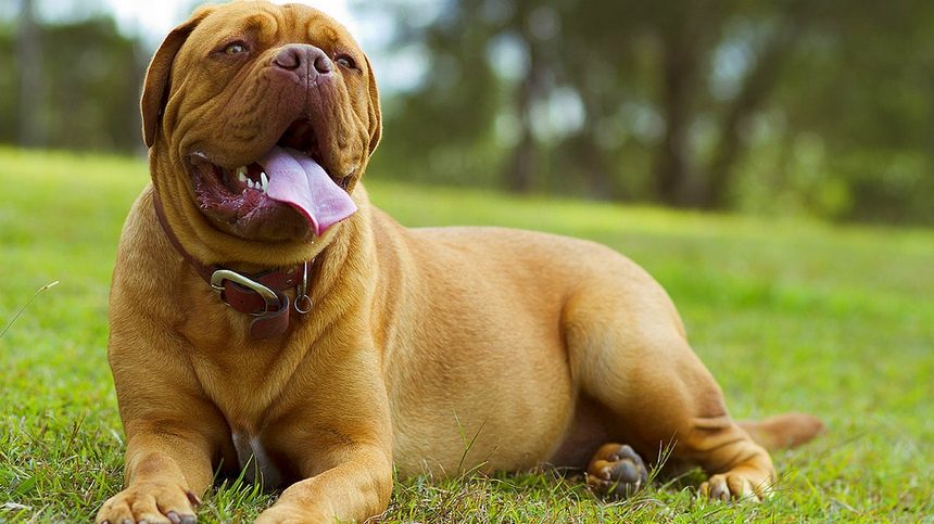 Клинический случай протезирования тазобедренного сустава у собаки при дисплазии