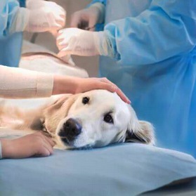 ветеринарная анестезиология