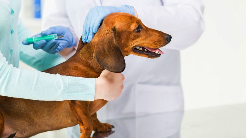 Обязательно ли делать собаке прививки — Топ-6 Мифов о прививках