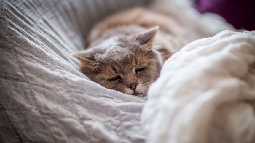 Заболел кот: что делать и к кому обратиться за помощью